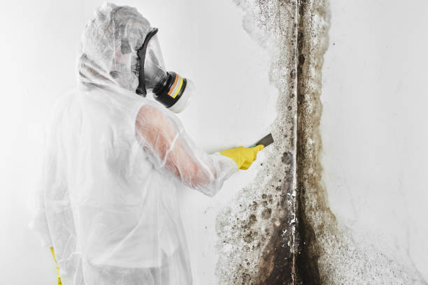 Why You Should Choose Our Mold Remediation Services in Pine Hill, NJ